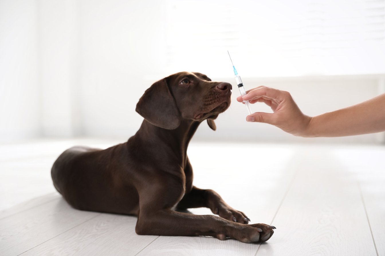 Woman with Syringe near Dog Indoors, Closeup. Pet Vaccination