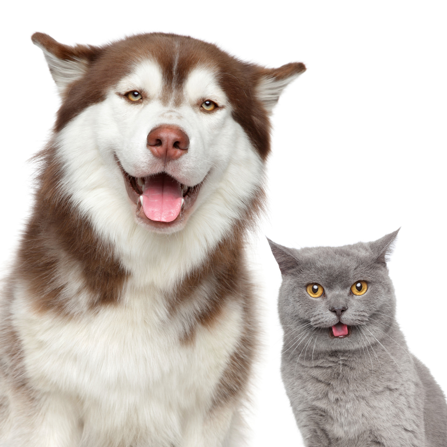 Happy pets. Husky dog and British cat